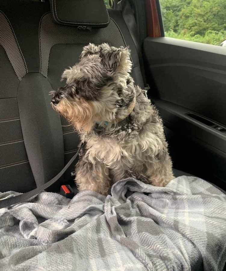 BluebellSchnau1's tweet image. Pals, today I waz groomerized!!!!!😳🫢😬 🐾🐾 What d’ya fink? 😍#SchnauzerGang