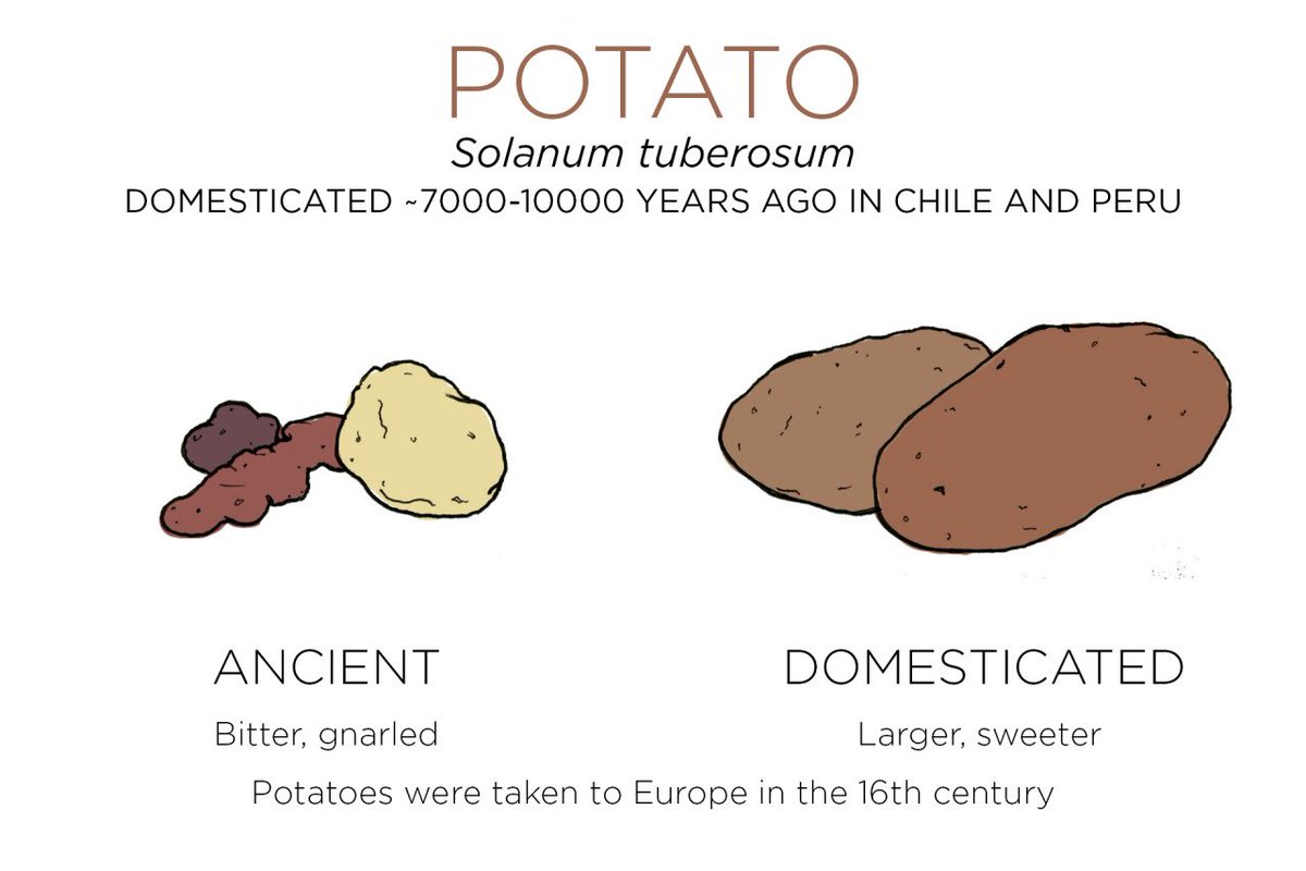 There was a time when potatoes were toxic, and ears of corn contained only a few grains enclosed in a solid shell. 

Over thousands of years, humans have selectively bred mutant plants to create the varieties suited to their needs that are now cultivated. 

Far from being