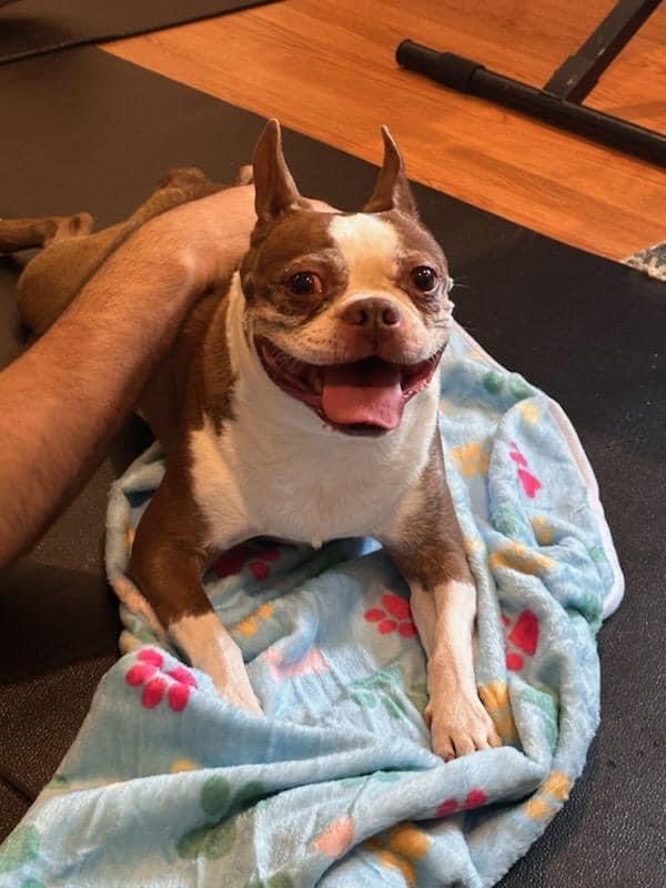 NEBTR's tweet photo. Hello! This is Yoda. You may remember him, as he has been part of NEBTR before. Unfortunately, his adoptive owner passed away, but luckily he has come back to his foster home. He’s dealt with a lot of changes in the last few weeks 🥺Please give him a warm welcome in the comments! https://t.co/BIyTfJbtyi