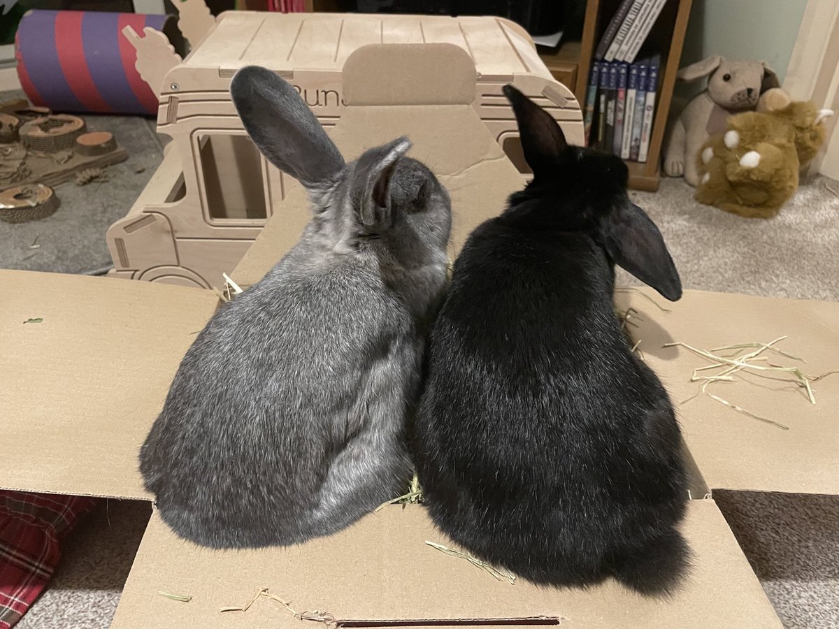 bunarium's tweet photo. Bought a tiny hay box so we can’t jump in it? Challenge accepted. 

#RabbitOfTwitter #BunniesOfTwitter https://t.co/cuEwGkhki3