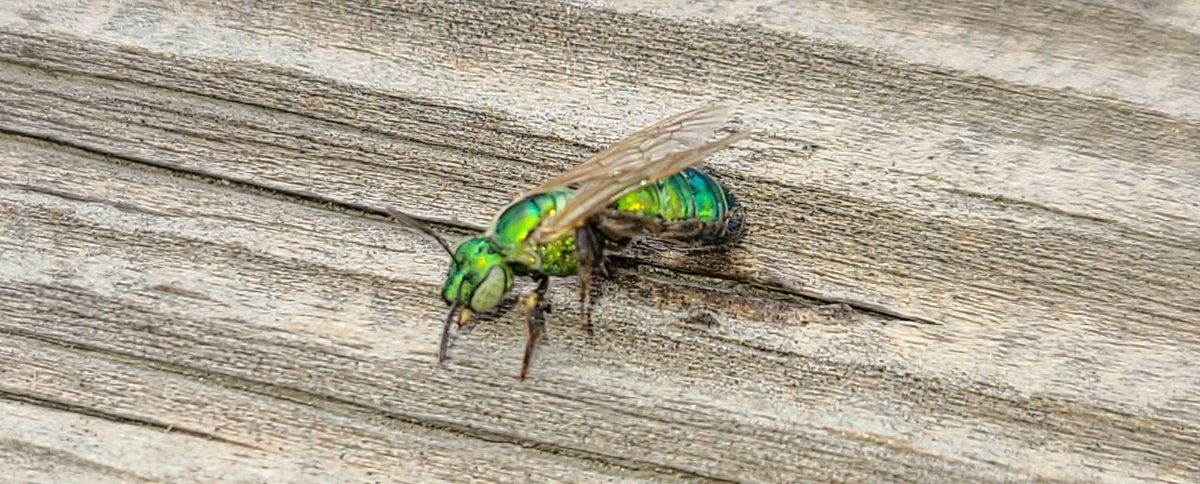 Eric3378's tweet image. Dear bug people, what do I have here? Very curious about this little shiny critter. Is about quarter inch long and found in central eastern Utah