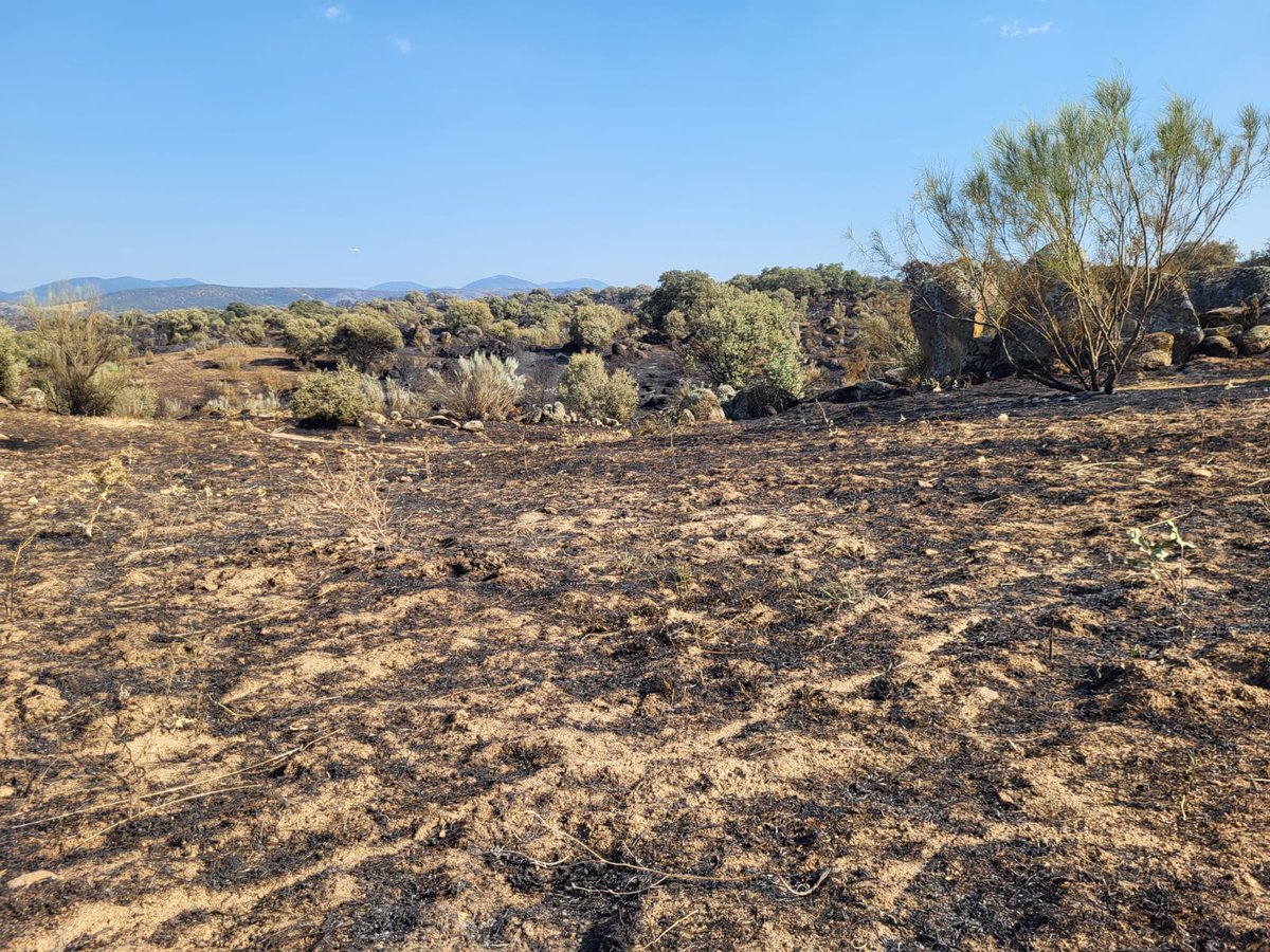 BRIFpradotwit's tweet photo. Despedimos el día con imágenes del trabajo realizado hoy en el #IFLaEstrella
Zonas de difícil acceso que si no se patean y se retira bien todo lo que puede arder,suelen dar lugar a reproducciones 🔥
Confiamos que esta noche se enfríe el perímetro.
A nosotros nos toca descansar https://t.co/qywDP6I2Om