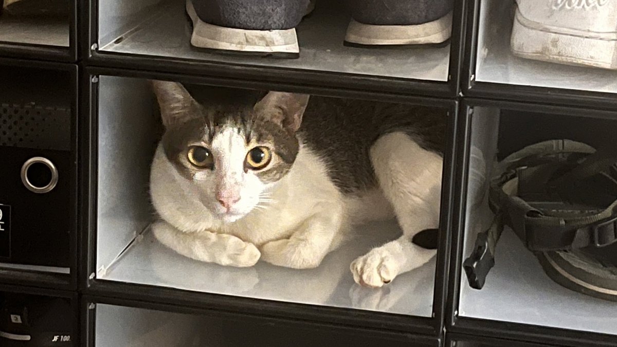 juanulap's tweet photo. Happy birthday sa paborito kong pusa na malabo ko na yata makita 🥲 

miss na kita 🥺 https://t.co/ydvHRv2NG8