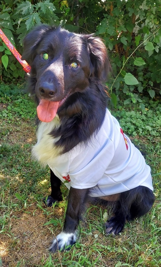 TMEngland1's tweet photo. @Sgf_Cardinals Jack is cheering for the boys.  Go @Sgf_Cardinals! https://t.co/DiNrgJQpOy