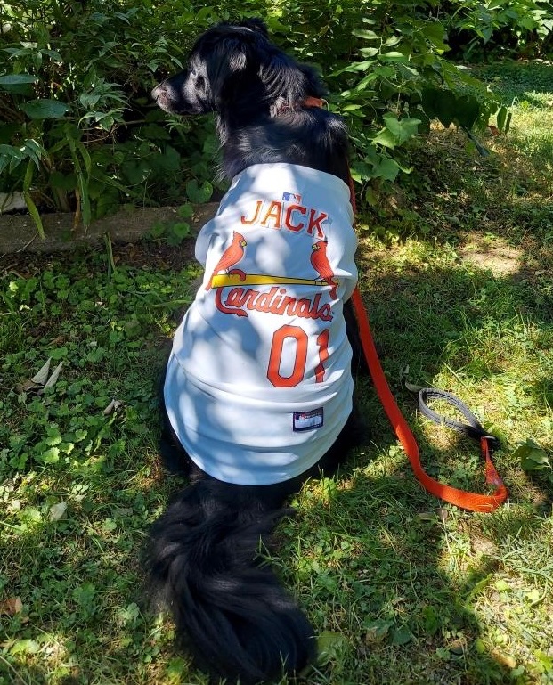 TMEngland1's tweet photo. @Sgf_Cardinals Jack is cheering for the boys.  Go @Sgf_Cardinals! https://t.co/DiNrgJQpOy