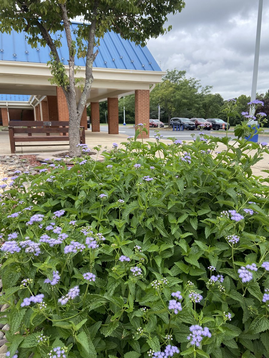 Mrs.Anderson (@mrsaallday) on Twitter photo Our blue mist flower (Conoclinium coelestinium - yes I totally cut and pasted that) did not disappoint this summer! Just need some yellow to get our school colors growing! <a href="/SRMS_Official/">Seneca Ridge Middle</a> #nativeplants #butterflybuffet #mariposas <a href="/NovaNatives/">Plant NoVA Natives</a> Our blue mist flower (Conoclinium coelestinium - yes I totally cut and pasted that) did not disappoint this summer! Just need some yellow to get our school colors growing! <a href="/SRMS_Official/">Seneca Ridge Middle</a> #nativeplants #butterflybuffet #mariposas <a href="/NovaNatives/">Plant NoVA Natives</a>