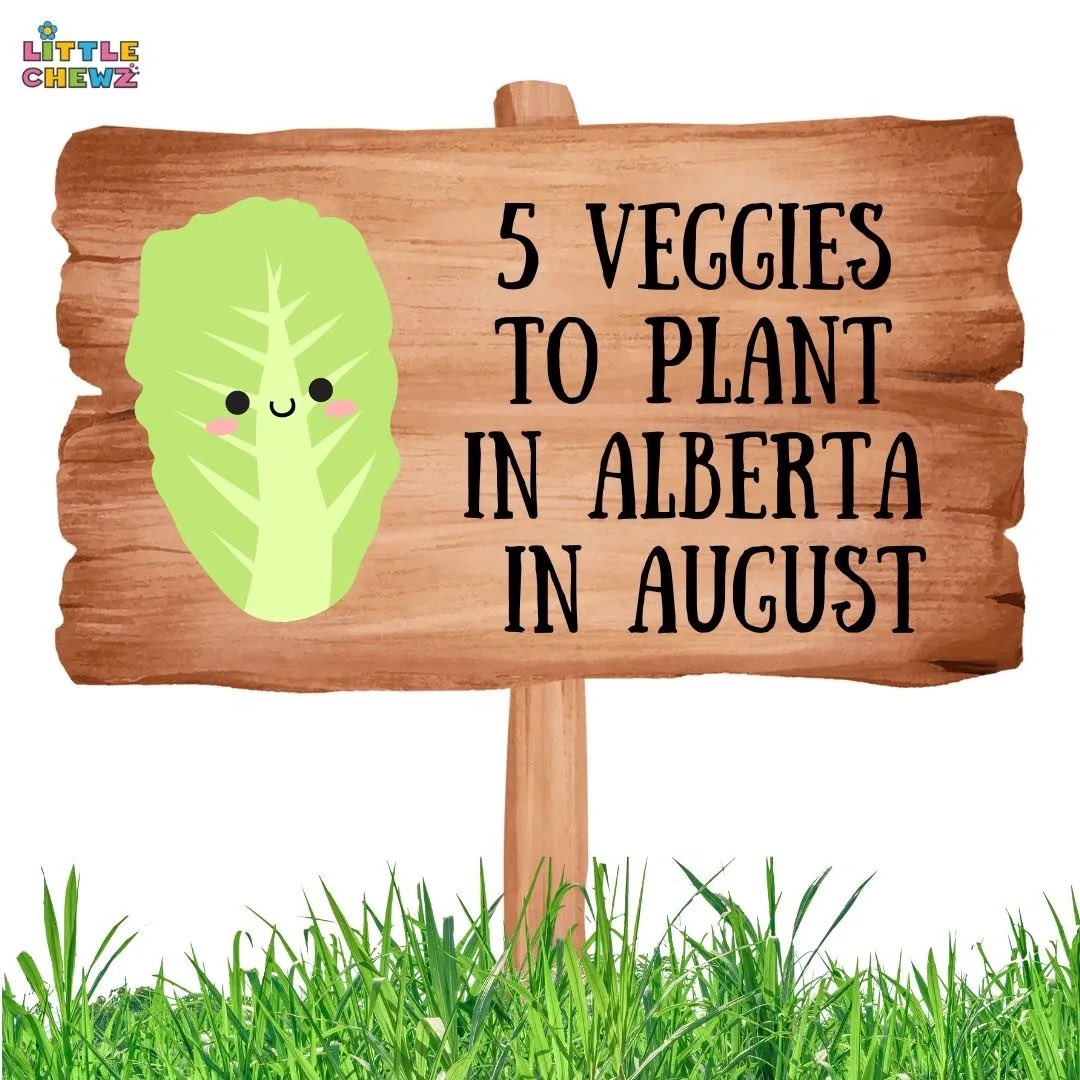 🌿🍅 Embrace Outdoor Learning with Late Summer Gardening in Alberta! Plant these 5 veggies in August!

#OutdoorLearning  #FallHarvest #AlbertaGardening 

littlechewz.ca/blog/f/5-veggi…