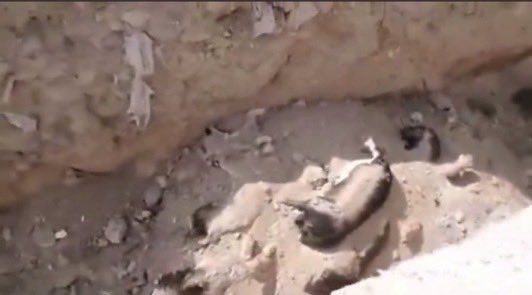 Bir anne köpeği ve yavrularını öldürecek kadar gözünüz nasıl döndü? 

Siz nasıl kendinize insan diyebiliyorsunuz?

#YasaDeğilCinayet
#YasayıGeriÇekKatliyamaHayır