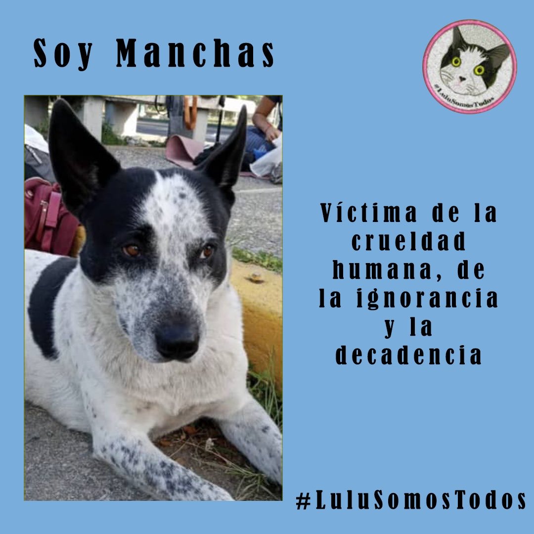 #7Ago #SeBusca, #DondeEstaManchas. Que la crueldad no sea lo que nos diferencie de todo ser inocente e indefenso. La maldad no distingue entre especies. #LuluSomosTodos, #Justicia no impunidad!