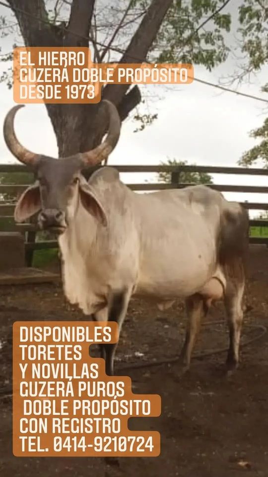 NUESTRAS NOVILLAS CUANDO PASA EL TIEMPO SON ASÍ. 

GRANDES, PESADAS Y LECHERAS. 

TEL. 0414-9210724