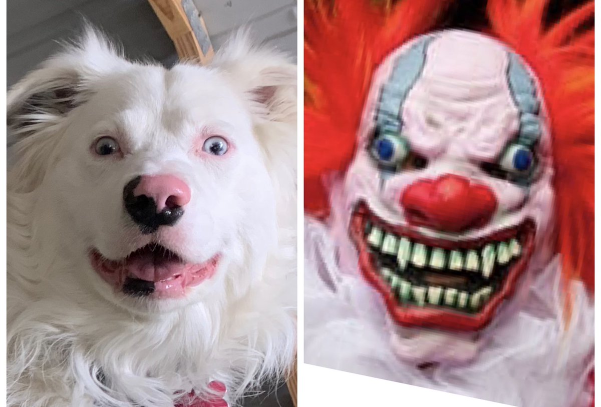 Oh this is my goblin dog, Pinkman. She’s no longer green but she’s still foul