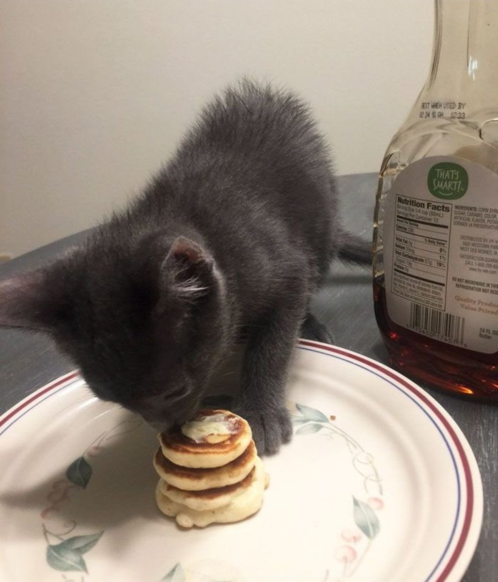 Catsillyness's tweet image. Little snack