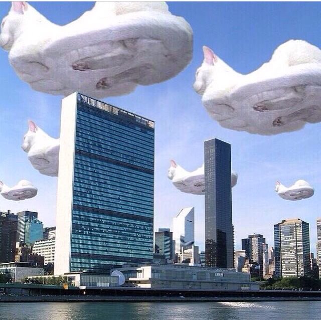 gatinarios's tweet image. fomos invadidos