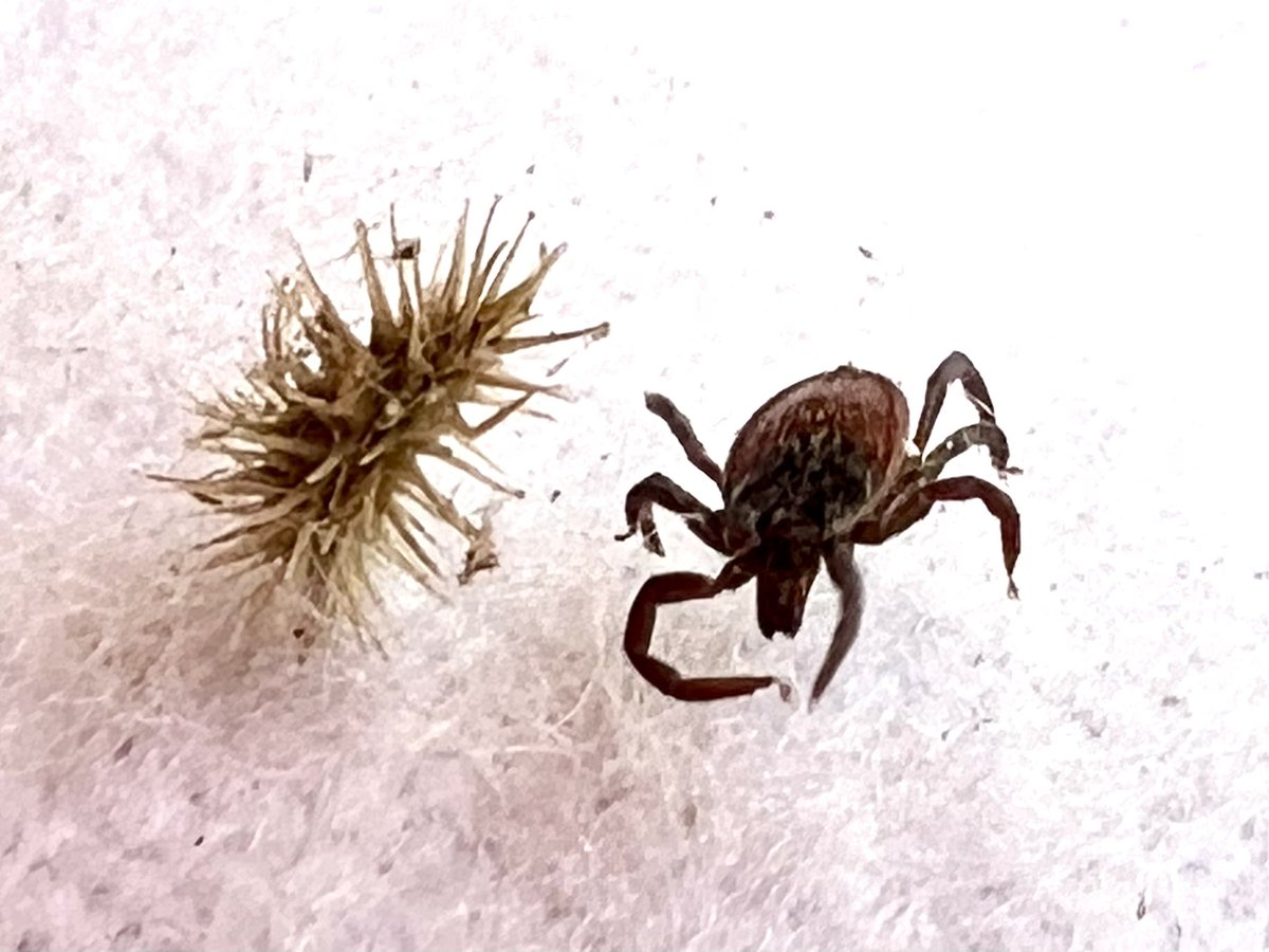 megsquitophd's tweet photo. A few Ixodes pacificus adults are still hanging out around the Bay Area… 

Stay vigilant CA!
#dothedamntickcheck #ticktalk #medentoAF #vampiresIRL https://t.co/NzFDUQ2sMR