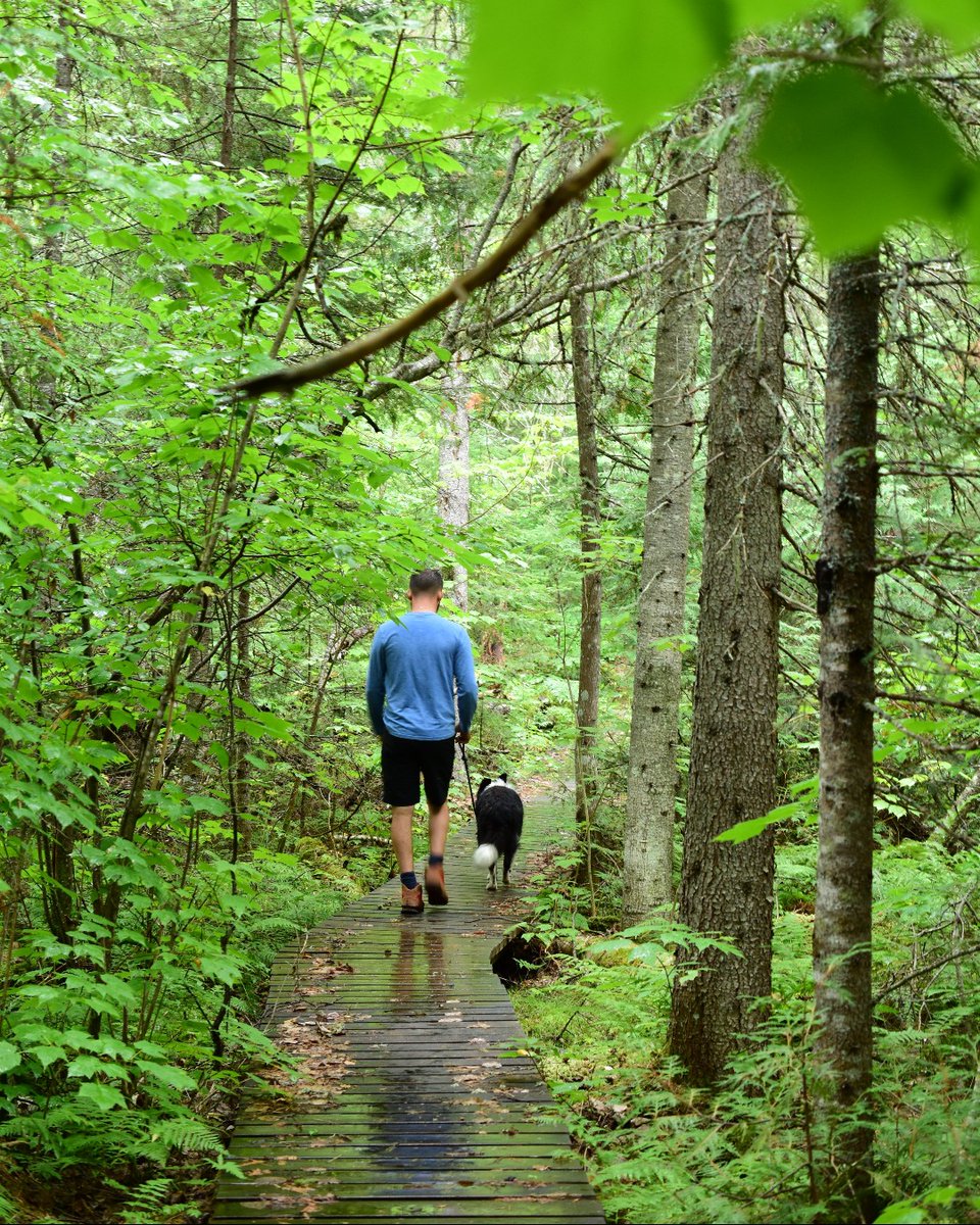 Whether you're by yourself, with others, or joined by your furry friend, enjoy the great outdoors this Saturday on #TakeAHikeDay. 🥾

We suggest the Tiny Bog Trail which visits beaver ponds, a sandy ridge of Jack Pines 🌲, and a boardwalk that crosses the bog! 🌱

#DiscoverOP