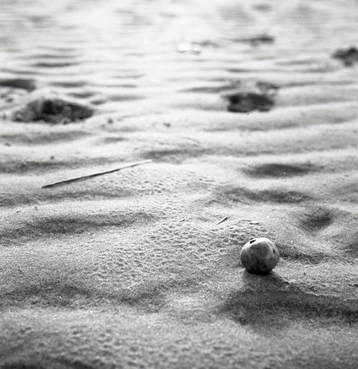 palestrina tweet media