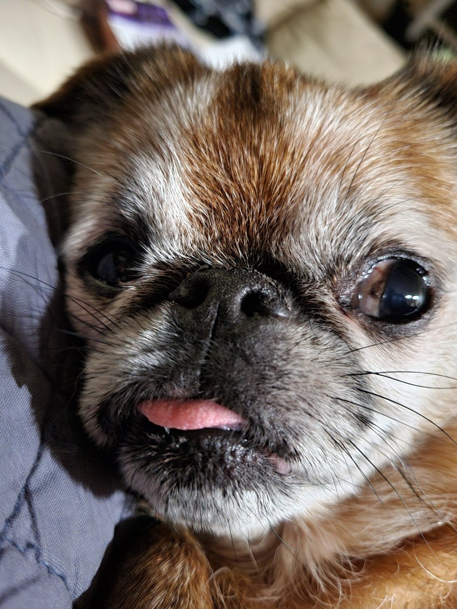jscphd's tweet photo. @PuppiesIover https://t.co/7rOWIbynT1