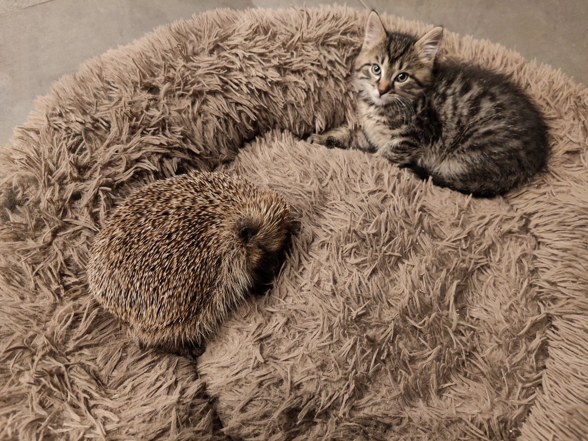 ErinaceusFrance's tweet photo. Bonne nuit. Faites de beaux rêves de #Gersande, #Jacquel8ne, #Reine, #Évaeuste, #Janin, #Garance, les sœurs #Crunchitas, #Pélagie et f*ck aux trolls et aigris. https://t.co/leVUsuuYa4