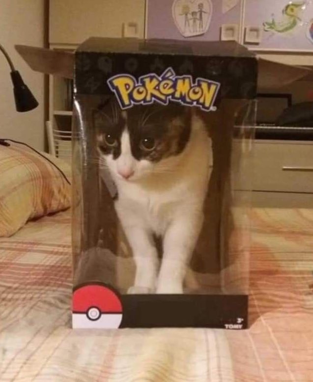 Laimagens's tweet photo. Meowth ta diferente https://t.co/yfe8OltdMe