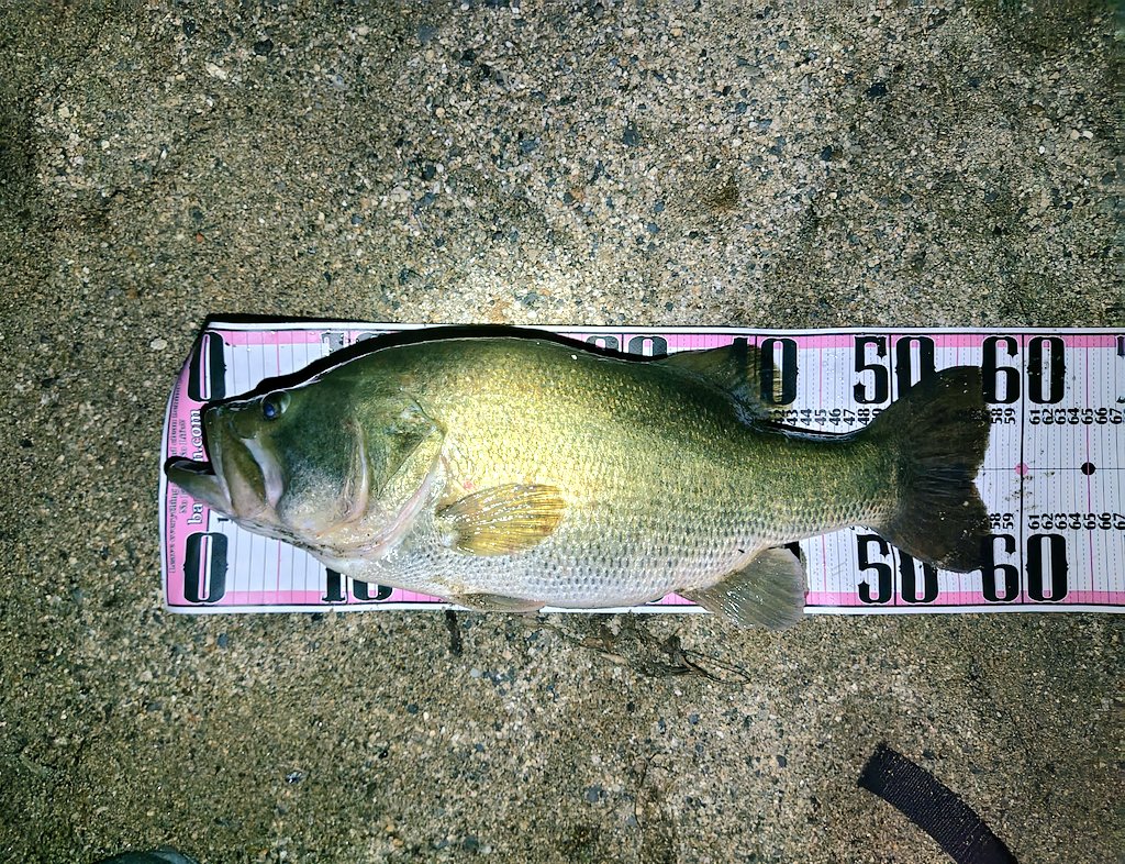 体高イイやつで記録更新(⁠ ⁠；⁠∀⁠；⁠)
58cm/3850g