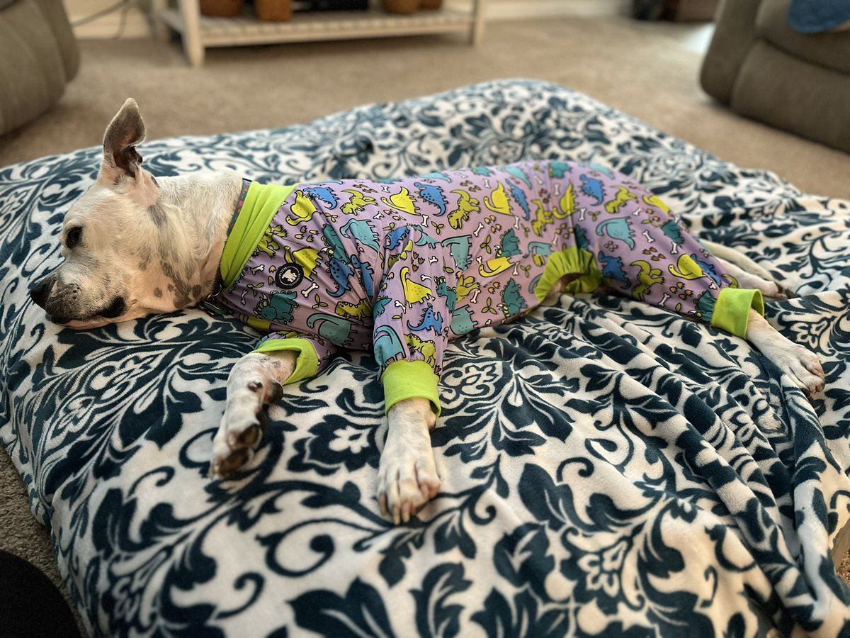 Took Miss Bella to work today to have 3 small masses removed and sent out for evaluation. She was a great patient and is home resting in her Dino Jammie’s. They are the perfect alternative to the cone of shame