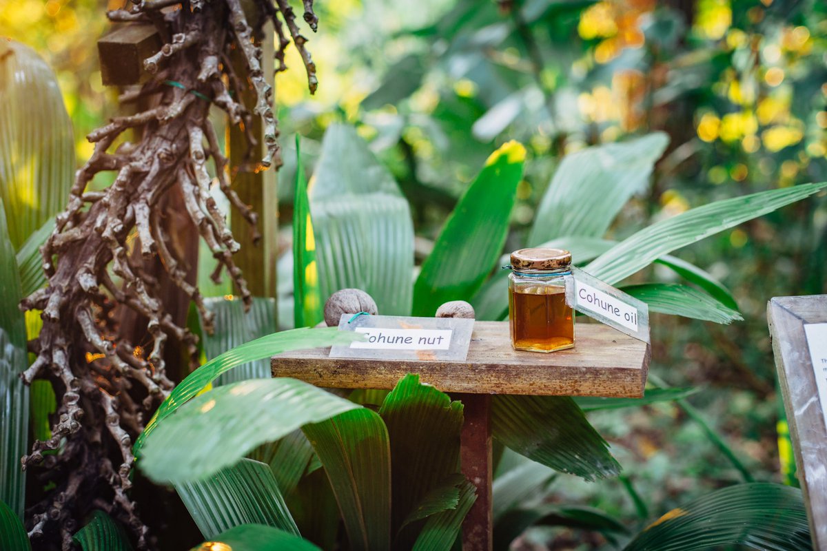 Immerse yourself in the breathtaking beauty of Caves Branch Botanical Garden at Ian Anderson's Caves Branch Jungle Lodge! Wander through lush greenery, vibrant tropical blooms, and exotic plants that transport you to a serene paradise. #CavesBranch #JungleLodge #BotanicalGarden