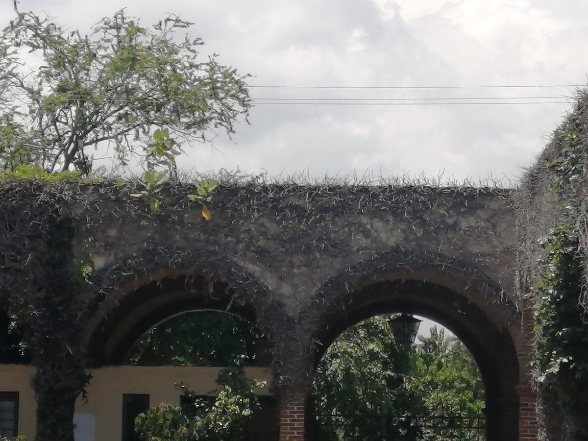 257_777's tweet image. Que tristeza ver los velatorios del Panteón Municipal de la Paz en completo abandono. Urge poner atención #ayuntamientodecuernavaca #launiondemorelos #diariodemorelos #joseluisuriostegui