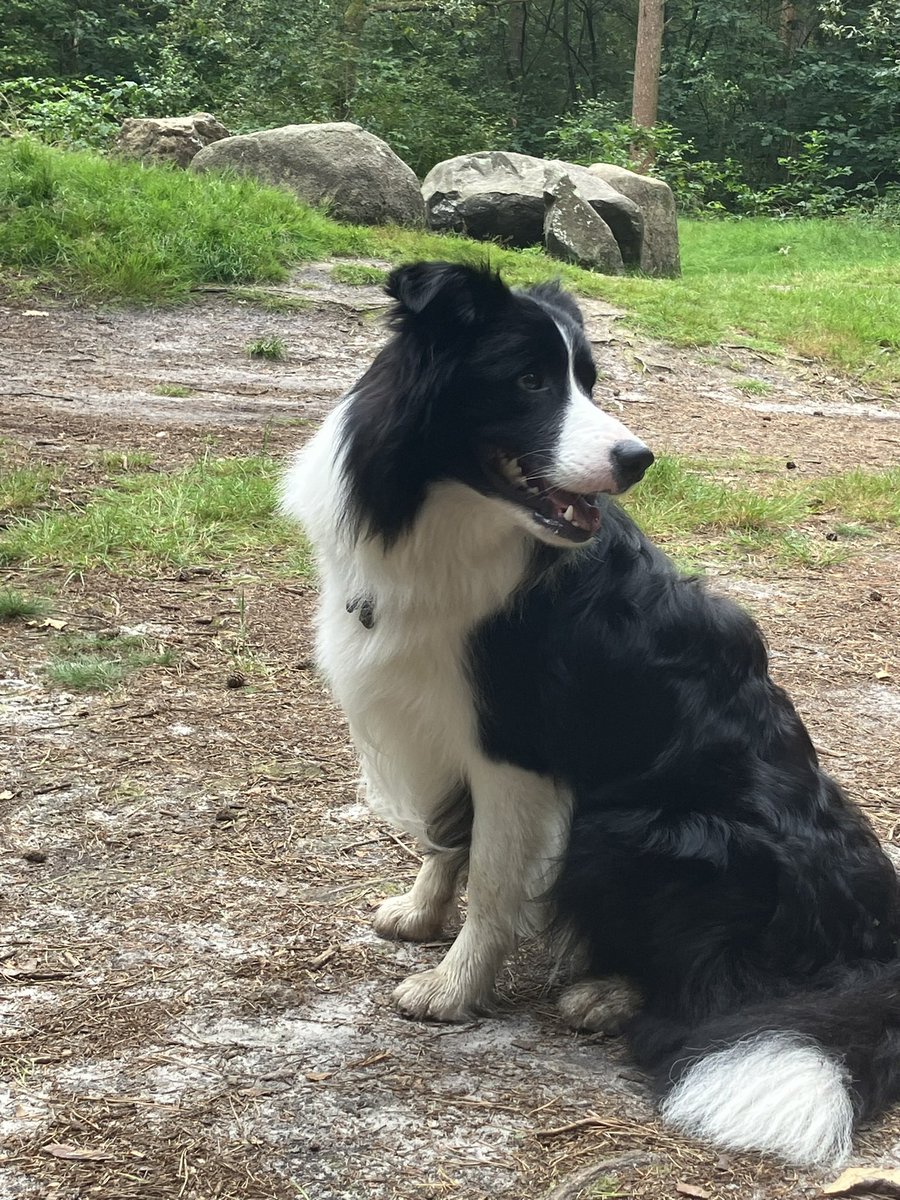 Wolf laat tanden zien. Weerwolf