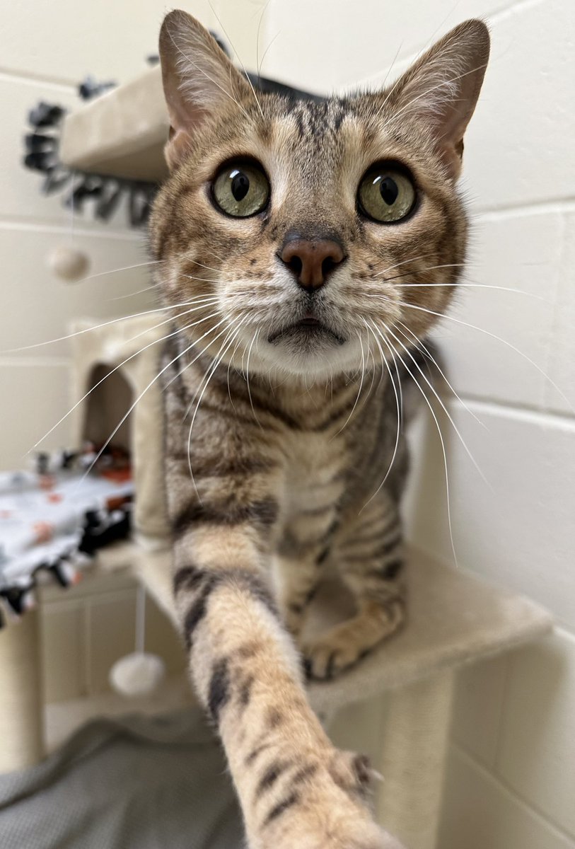 lucymackenziehs's tweet photo. Get ready to fall in love with Quigley, a playful, loving and adorable 13-year-old Bengal, who has a perpetually worried-looking face! Call us at 802-484-5829 to learn more, or stop by during our open hours to meet him! 
#adopt #shelterlove #seniorsrule #bengal https://t.co/1Q8PXTLV9Q