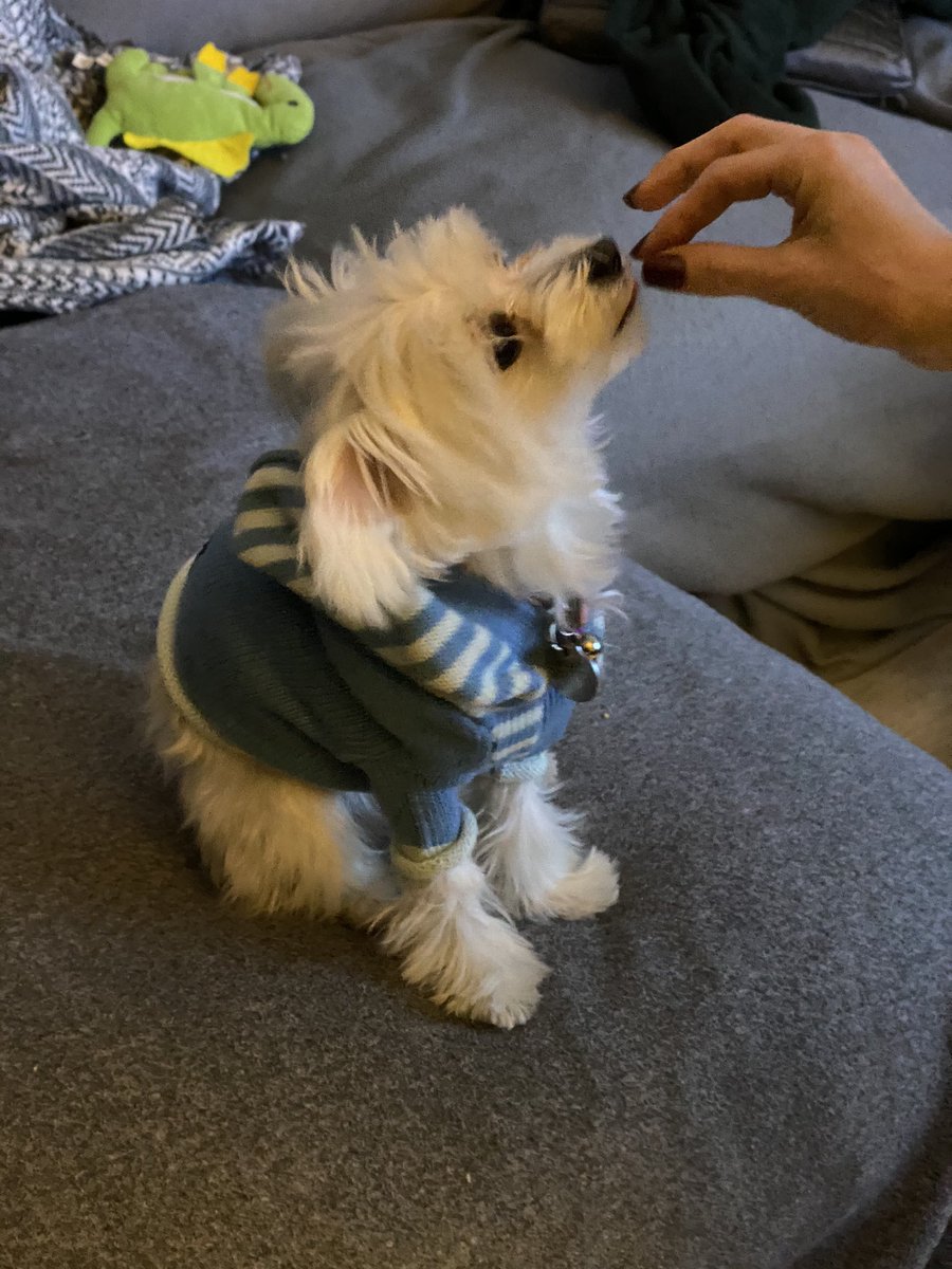 <a href="/ACTORStheband/">ACTORS the band</a> It’s <a href="/daisypawster/">Daisy</a> ✨🐾