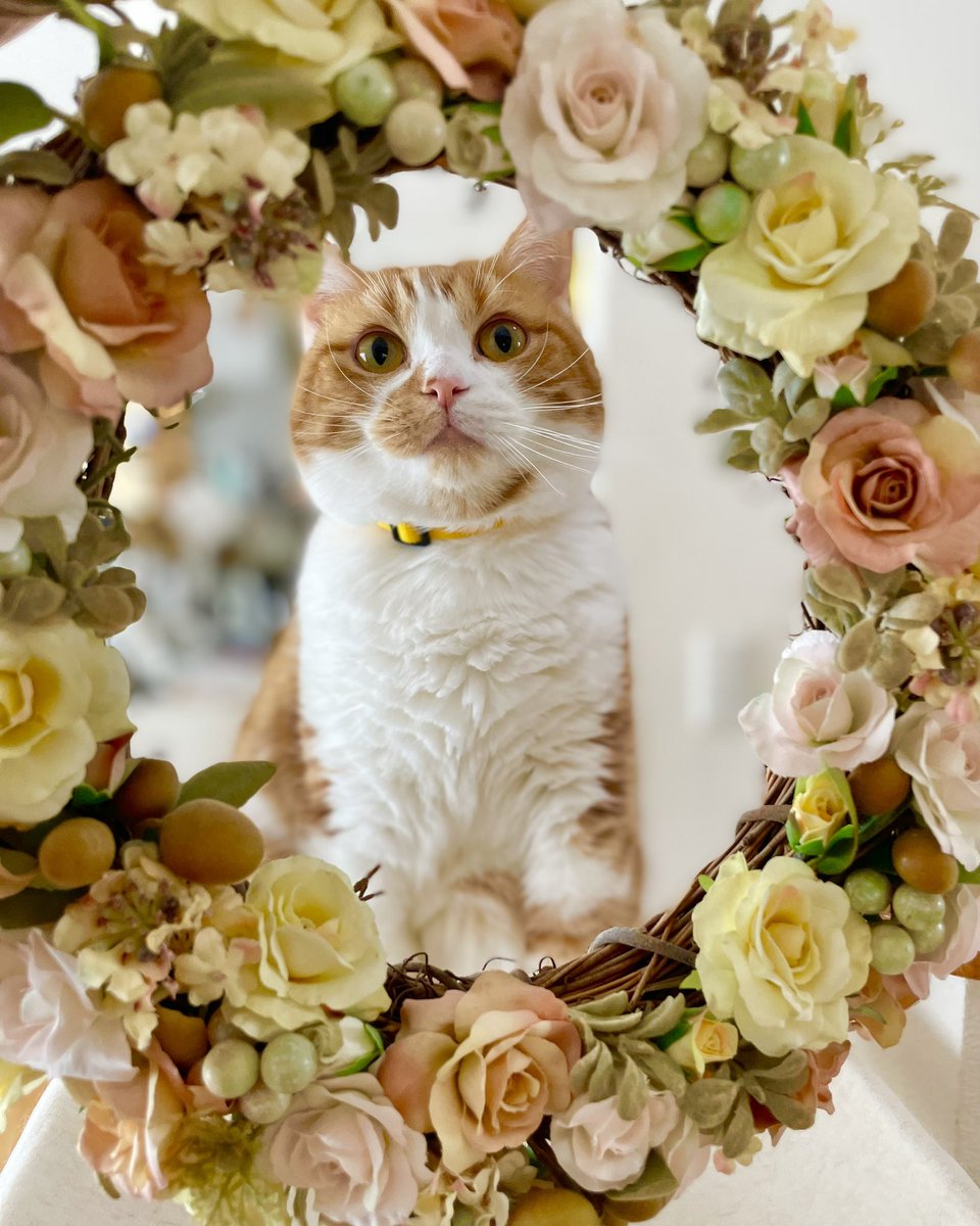 bokusorata's tweet photo. 世界中の猫ちゃんが幸せに暮らせますように。

#世界猫の日
#InternationalCatDay https://t.co/R1Of5JIZ7m