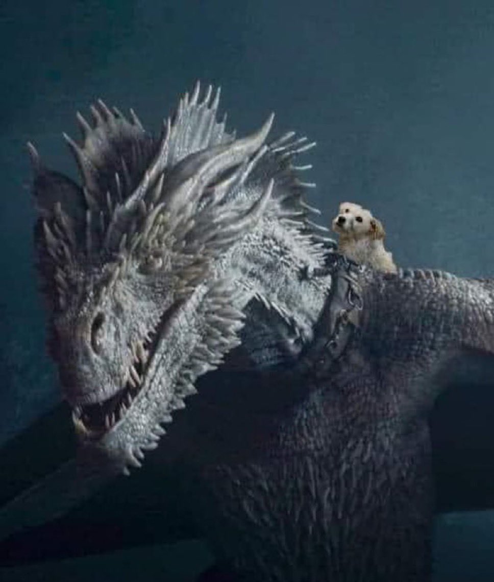 Lo único que yo quiero ver en la 3ra temporada de #HouseOfTheDragon 🐶🥹