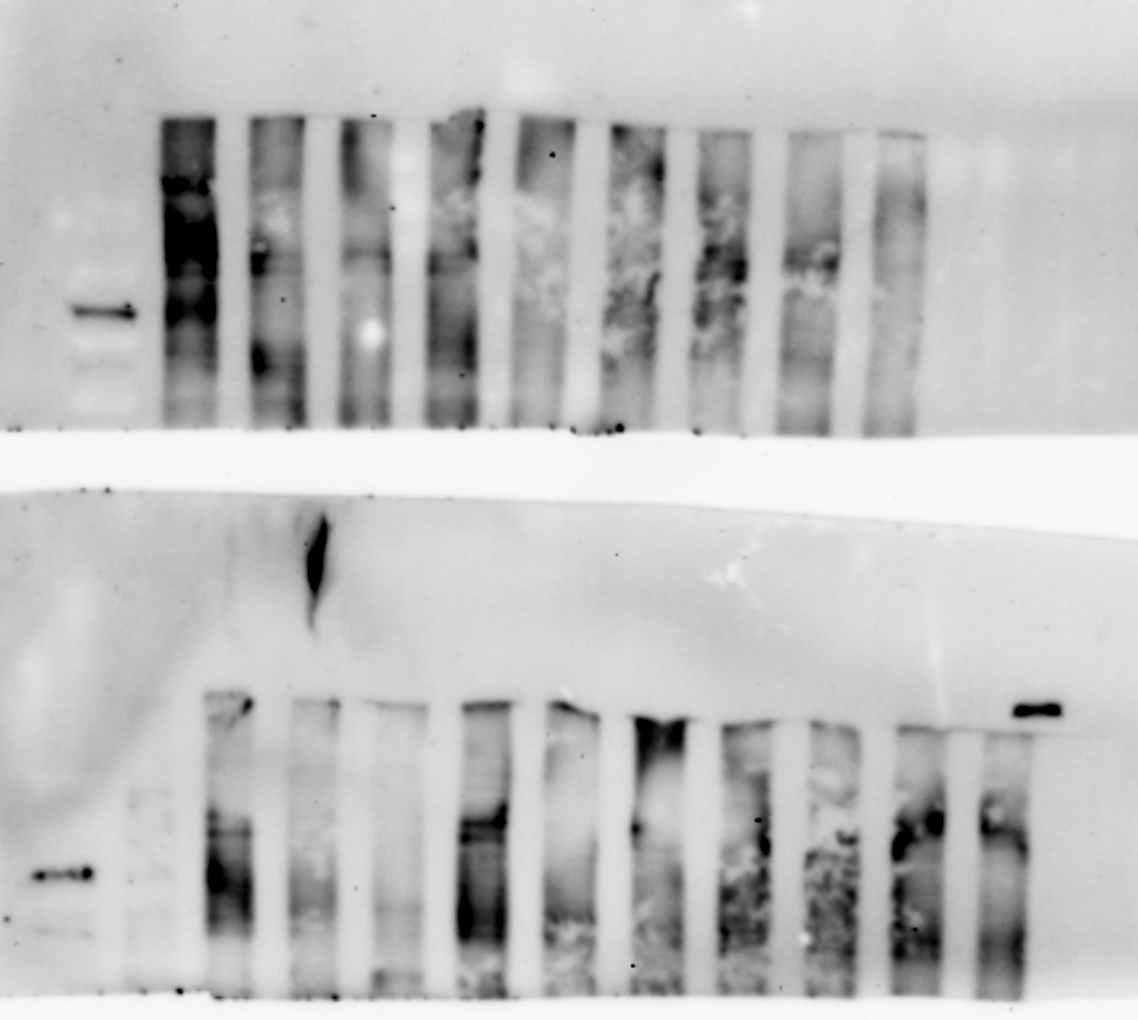 Hey science fam: show me your ugliest western blots because I just made this one today and it is NOT supposed to be like this-