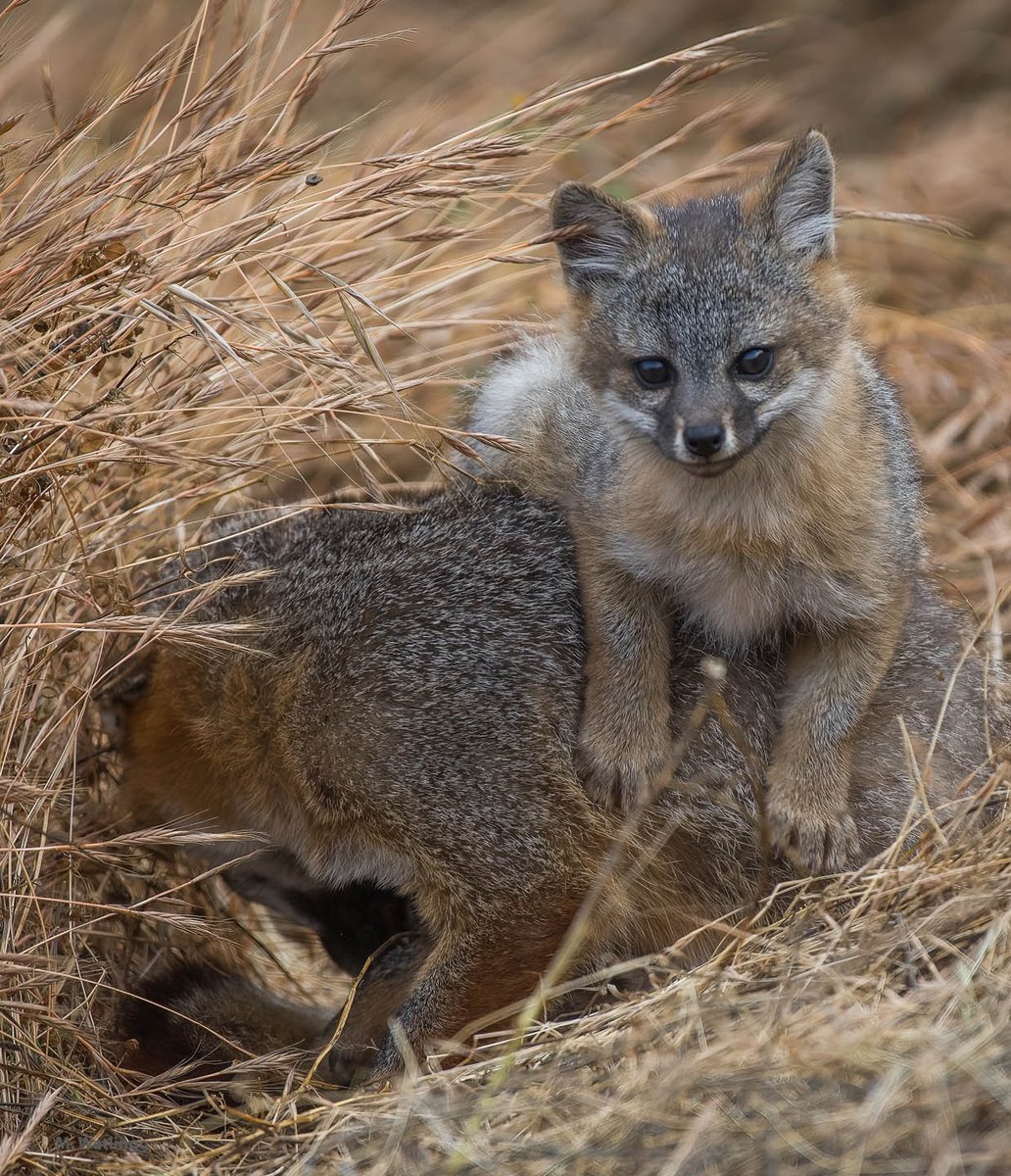 ifoxtweet's tweet photo. Come see an island fox in the wild. FIF is leading a day trip to Santa Cruz Island 9/14/24. More info and link to registration https://t.co/SHtL0EFjSY #islandfox,#friendsoftheislandfox https://t.co/5fRYcn9eOv
