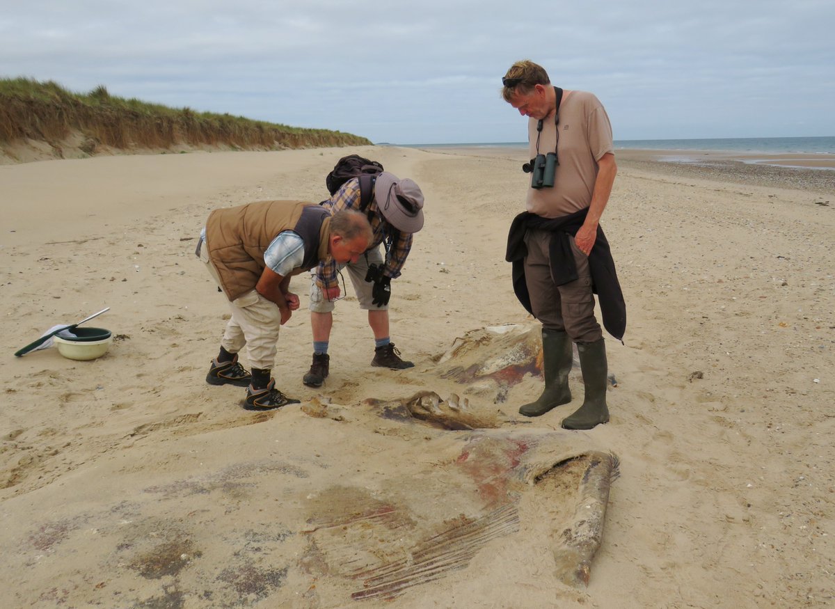 Steven Falk tweet media