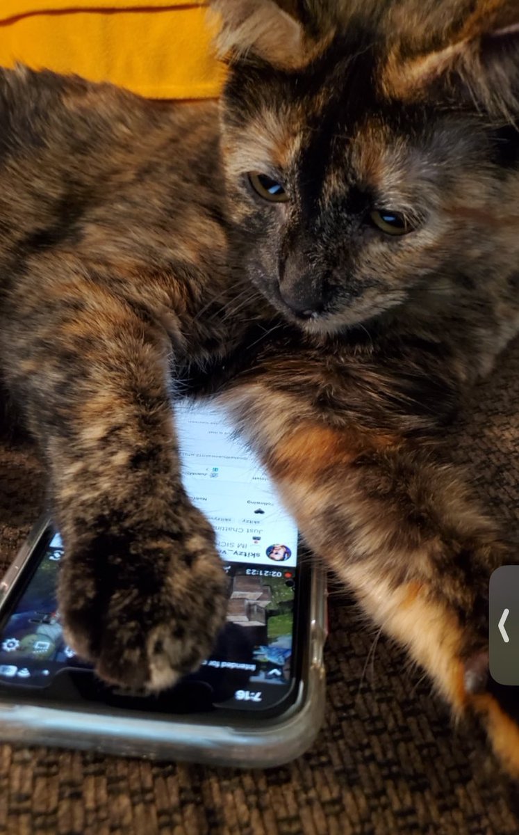 missginandpiss's tweet photo. We’ve got a new #GregHead in the house, guys! Only problem is she’s giving me shit for not making the Twitch leaderboard this week. 😏 @Skitzy_Youtube #catsbegregging https://t.co/Vjo1g1FOb4