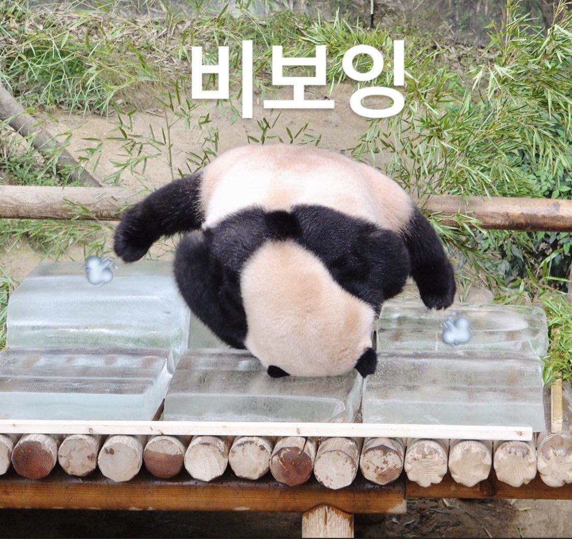 얼음받고 신나서 애교부리는 푸푸 #Fubao