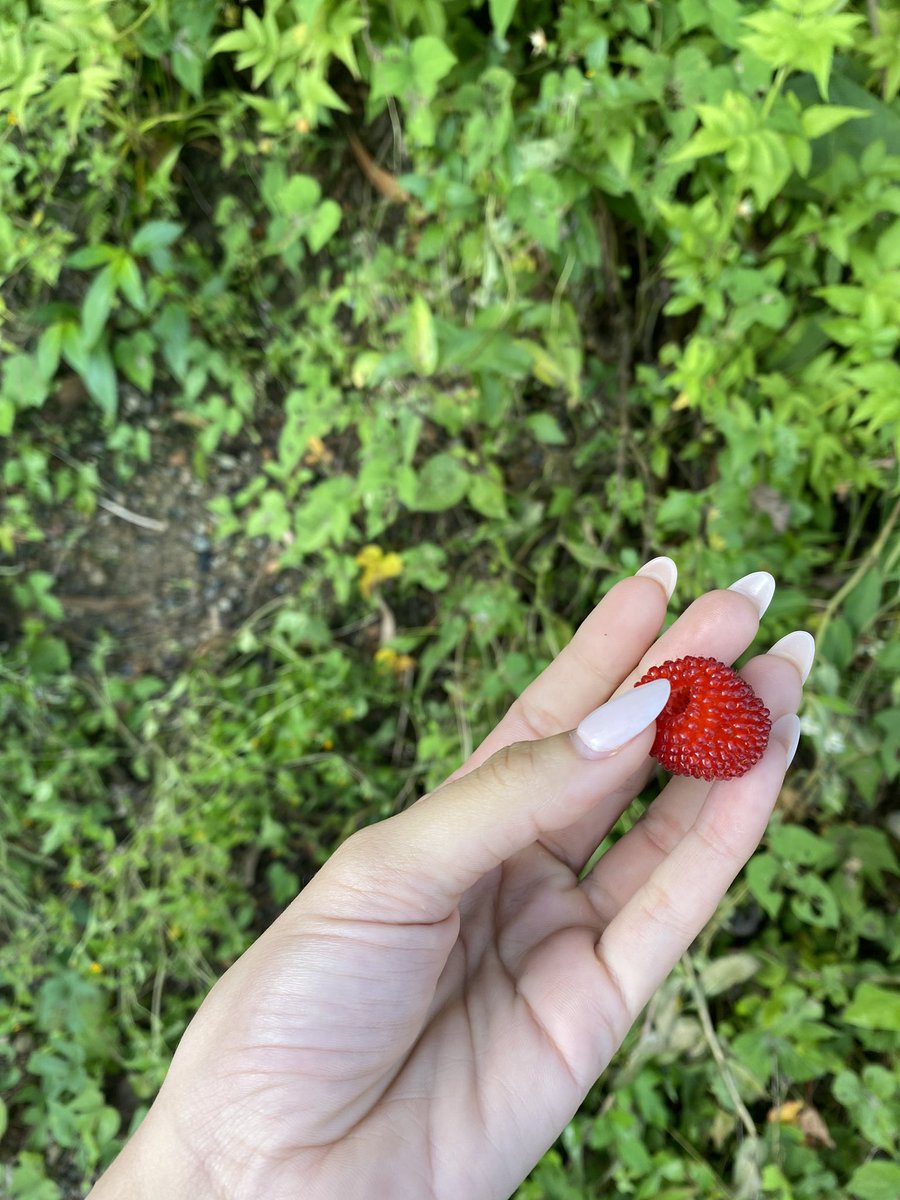 cuteluci_'s tweet photo. Una rica frambuesa 🥹 https://t.co/rHowXlHqxW