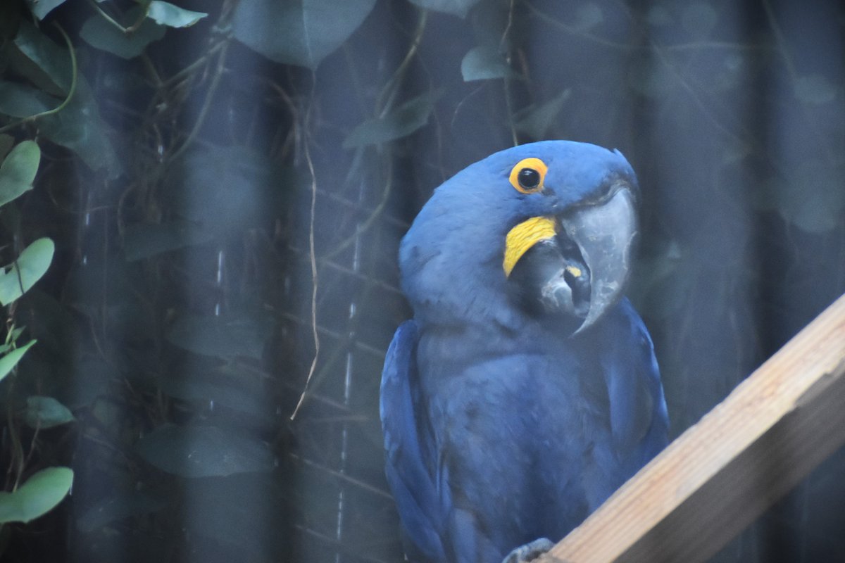 バードホール にいる #スミレコンゴウインコ。（撮影していたら