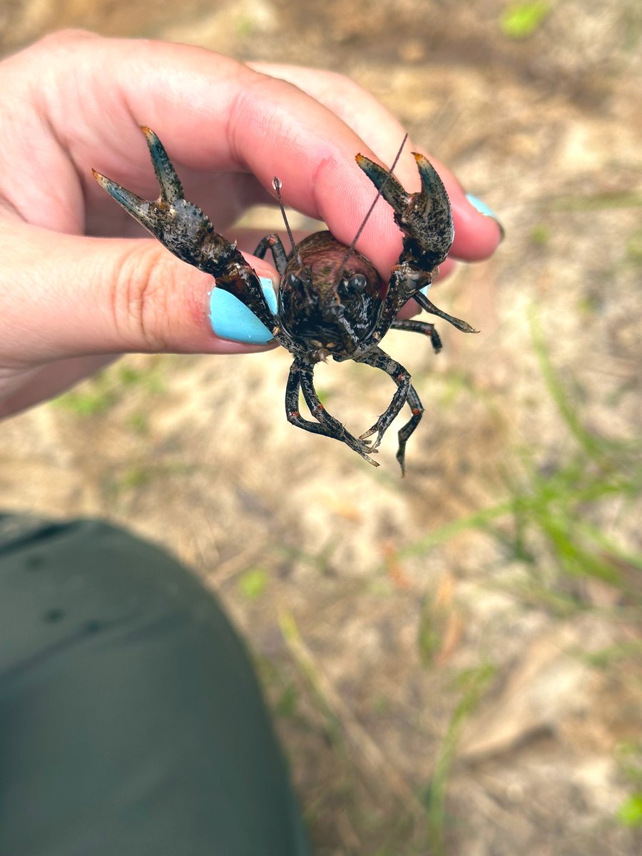 stephplaisance's tweet photo. I heard it was #crayweek 🥳🥳 #supportivefriendofAEA #AquaticEcologyandAstacologyLab @DrCBonvillain https://t.co/tn1a4Co4yr