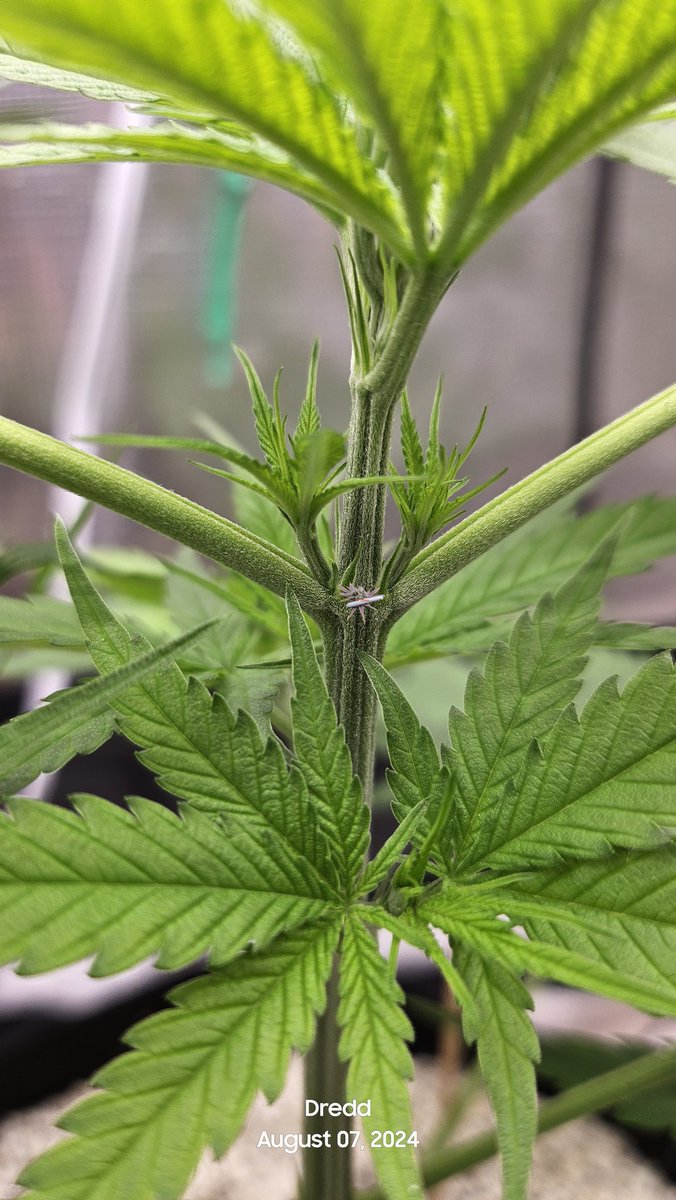 DFDredd's tweet image. Identifying sex on cannabis.
M or F 
Do you see?