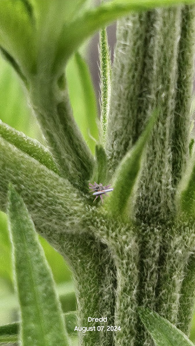 DFDredd's tweet image. Identifying sex on cannabis.
M or F 
Do you see?