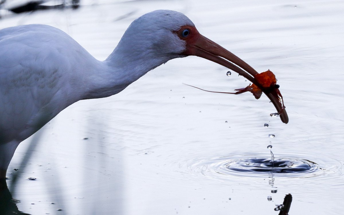 Louisiana is the top producer of crawfish in the US (by far), but it isn't just us humans who love our local mudbugs... #crayweek