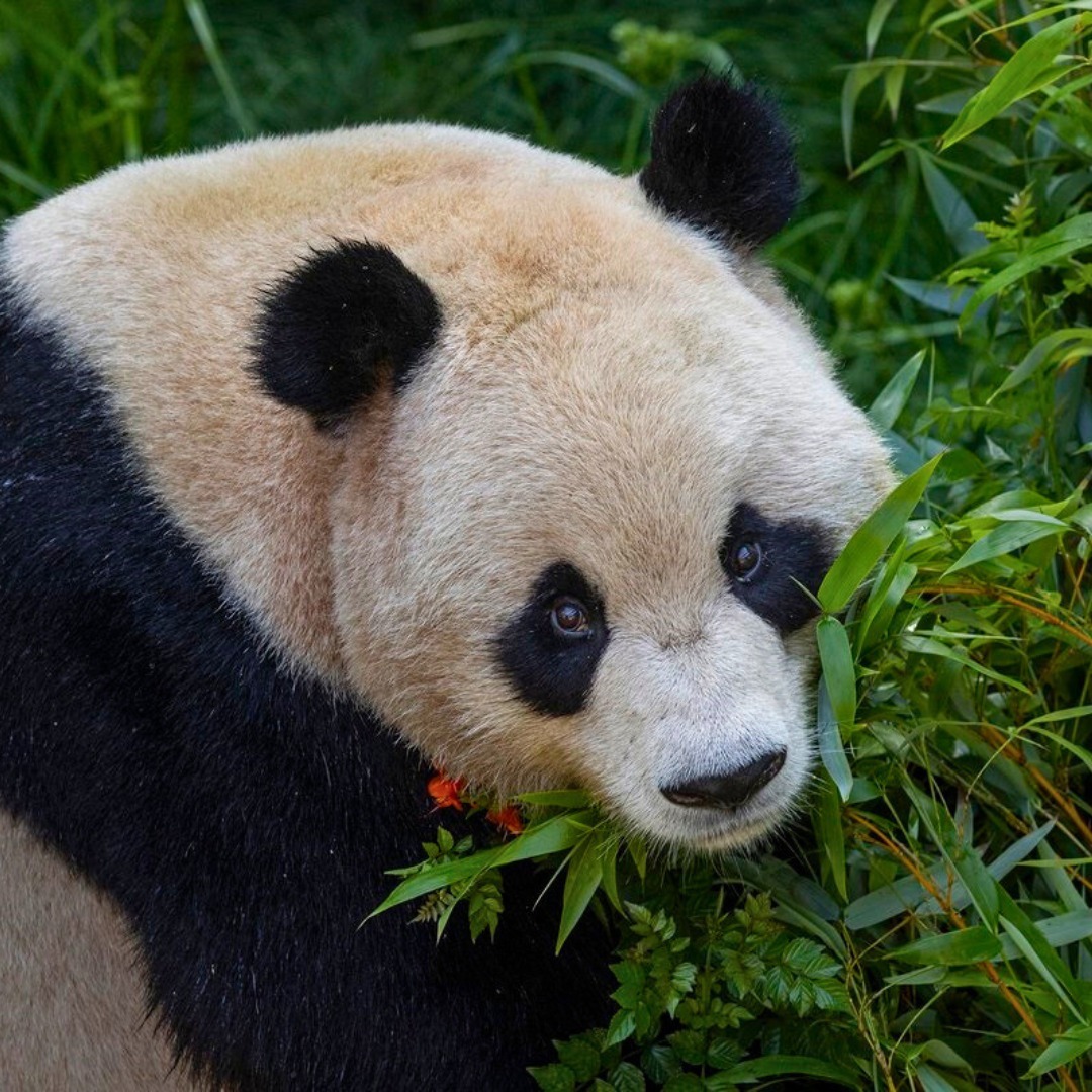 sdmts's tweet photo. San Diego’s cutest residents are settled in and ready for public viewing at the San Diego Zoo starting tomorrow, Aug. 8.

🐼 Don't let PANDA-monium become parking pandemonium! 🐼Take transit directly to the Zoo!

Learn more: https://t.co/s8Orvei7Ny https://t.co/IwDCA5bWus