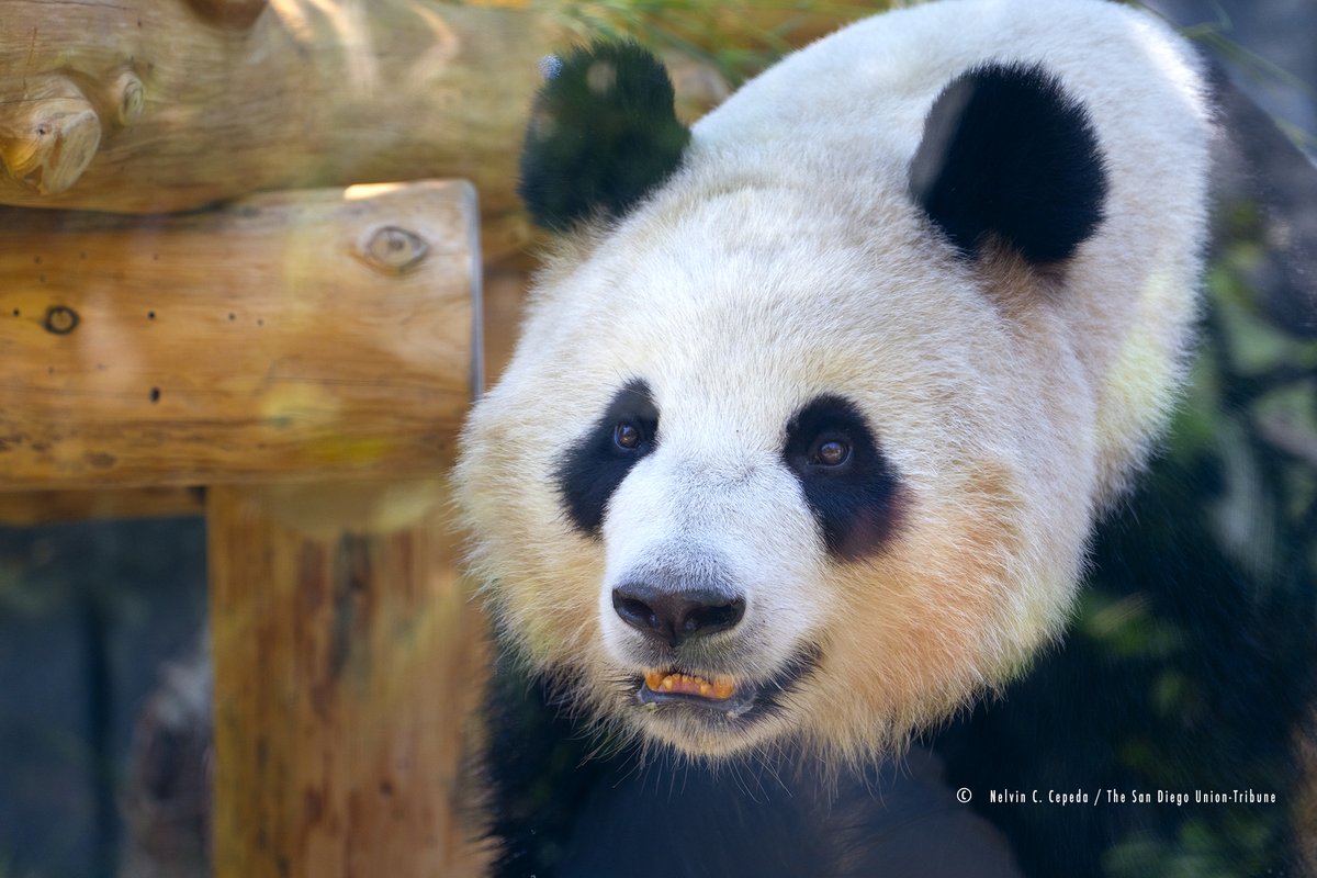 NelCepeda's tweet photo. #Panda bears, Xin Bao &amp; Yun Chuan go on public view Thursday at the San Diego Zoo https://t.co/nr4O0lthu8 https://t.co/4HoxJDXjzX