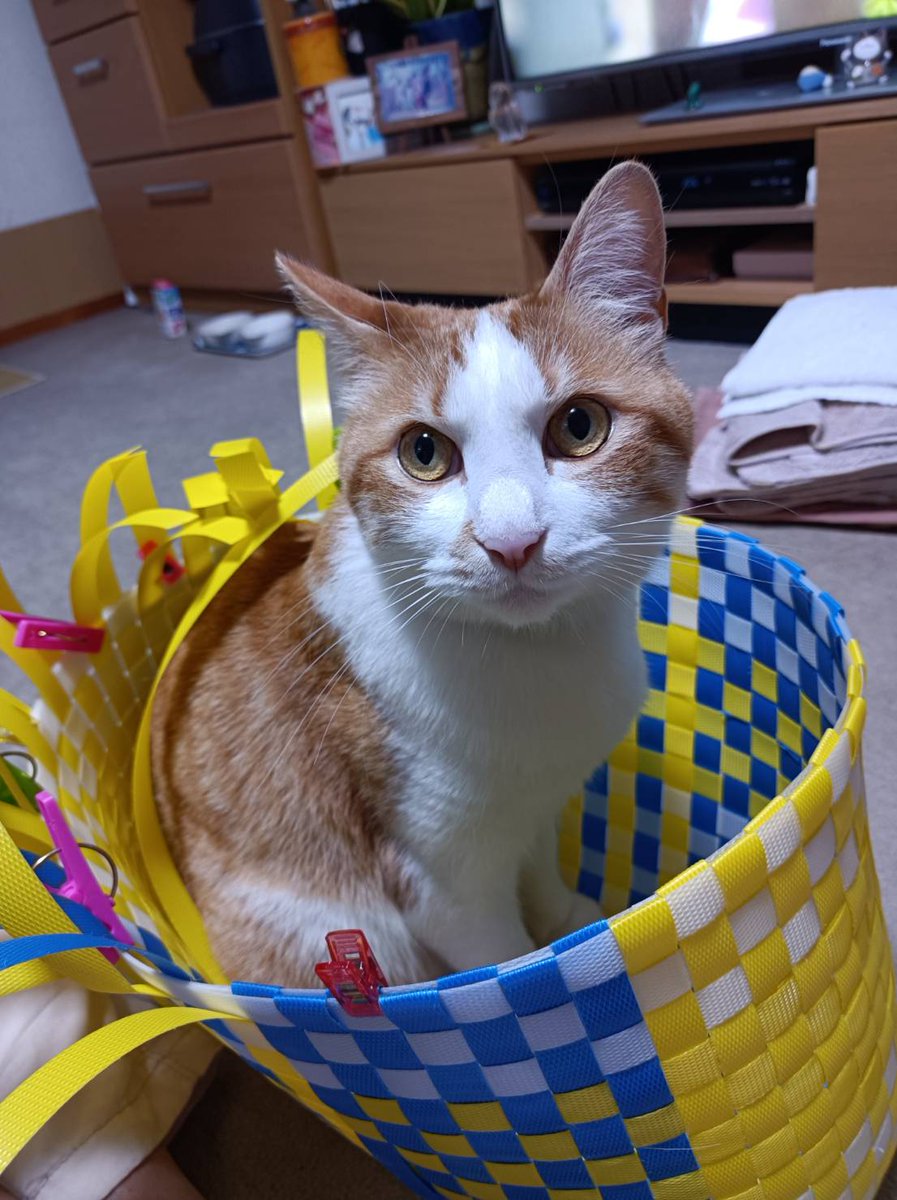 tasogaremonnki's tweet photo. 【迷子猫探してます】
8/4に三嶋大社付近で失踪
見かけたらご連絡ください。もし可能であれば写真を撮影して頂けると幸いです。
三島市在住の方、三島市にフォロワーがいる方はリツイートのご協力お願い致します🙇

耳カット無し
茶トラのハチワレ
首輪アリ（カーキと黒の迷彩） https://t.co/LrQ4vwjOIO
