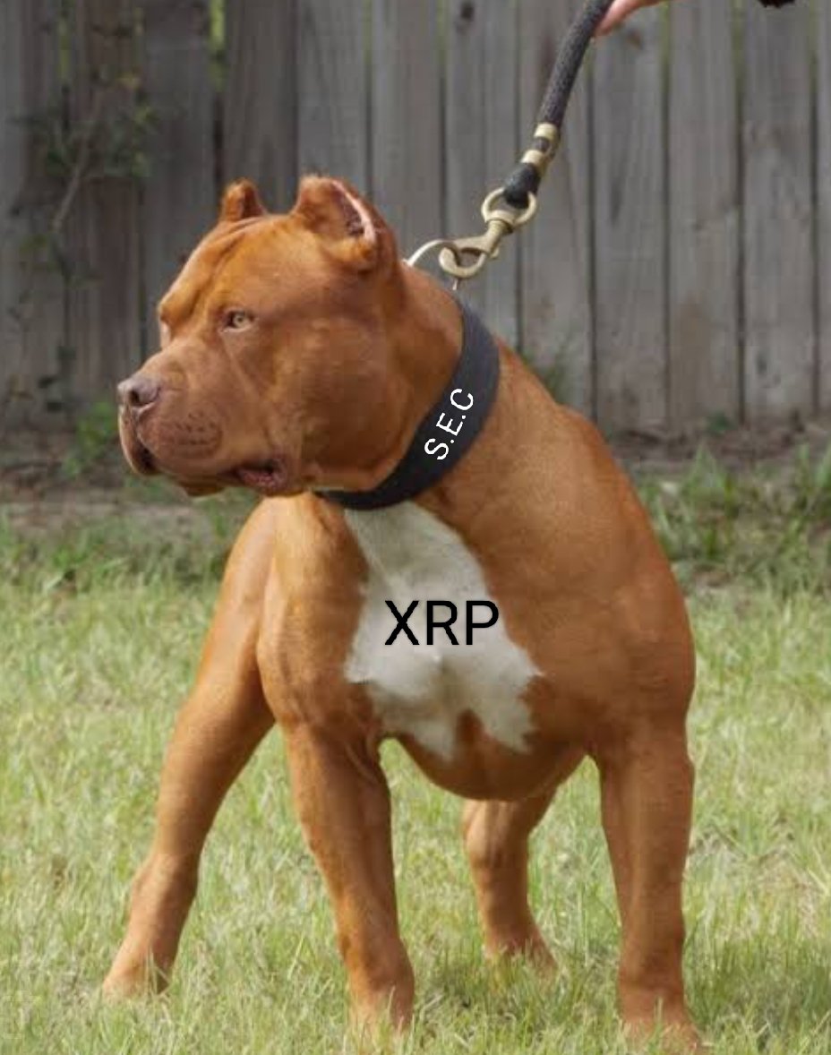 crypto_junkie_3's tweet photo. #XRP #XRPArmy #XRPLCommunity #XRPHolders #XRPLedger #NZCrypto #NZcryptomarket #cryptomarket #cryptocurrency #CryptoNews #cryptotrading #cryptotrader #cryptotraders #XRPHolders https://t.co/PsM1UOuQPe