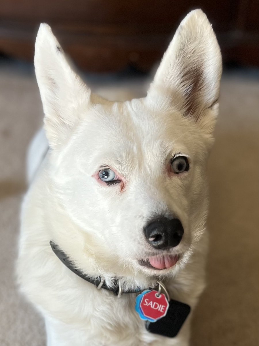 SixbyFire's tweet photo. @contextdogs My deaf dog Sadie does this a lot. #doublemerle https://t.co/OMfE28LEDX