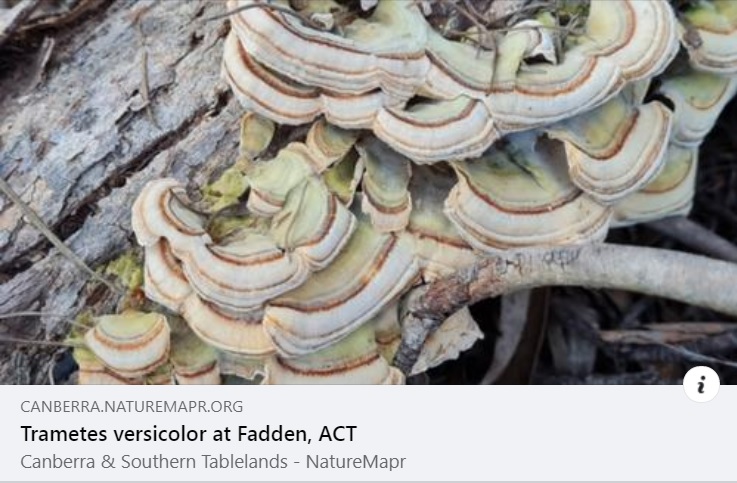 NatureMapr (@naturemapr) on Twitter photo Our featured sighting of the day comes from the weird and wonderful world of fungi ๐ and is the aptly named ๐ง๐๐ฟ๐ธ๐ฒ๐ ๐ง๐ฎ๐ถ๐น or ๐๐ณ๐ข๐ฎ๐ฆ๐ต๐ฆ๐ด ๐ท๐ฆ๐ณ๐ด๐ช๐ค๐ฐ๐ญ๐ฐ๐ณ found by ๐ ๐ถ๐ธ๐ฒ: canberra.naturemapr.org/sightings/4584โฆ
#NatureMapr #citizenscience #fungi Our featured sighting of the day comes from the weird and wonderful world of fungi ๐ and is the aptly named ๐ง๐๐ฟ๐ธ๐ฒ๐ ๐ง๐ฎ๐ถ๐น or ๐๐ณ๐ข๐ฎ๐ฆ๐ต๐ฆ๐ด ๐ท๐ฆ๐ณ๐ด๐ช๐ค๐ฐ๐ญ๐ฐ๐ณ found by ๐ ๐ถ๐ธ๐ฒ: canberra.naturemapr.org/sightings/4584โฆ
#NatureMapr #citizenscience #fungi