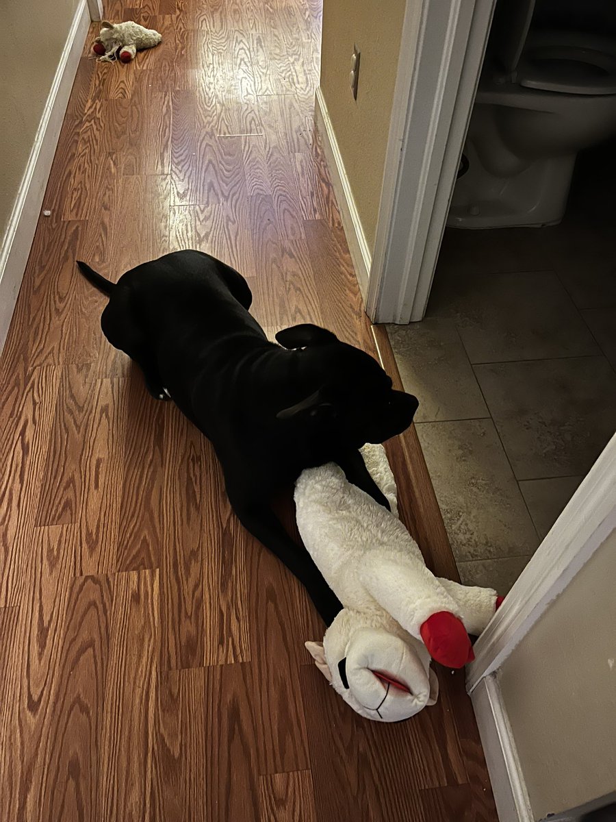btch_ldy's tweet photo. When your neighbor also loves your dog and brings him a massive version of his favorite toy 🥹 https://t.co/8fmFuDDk3V